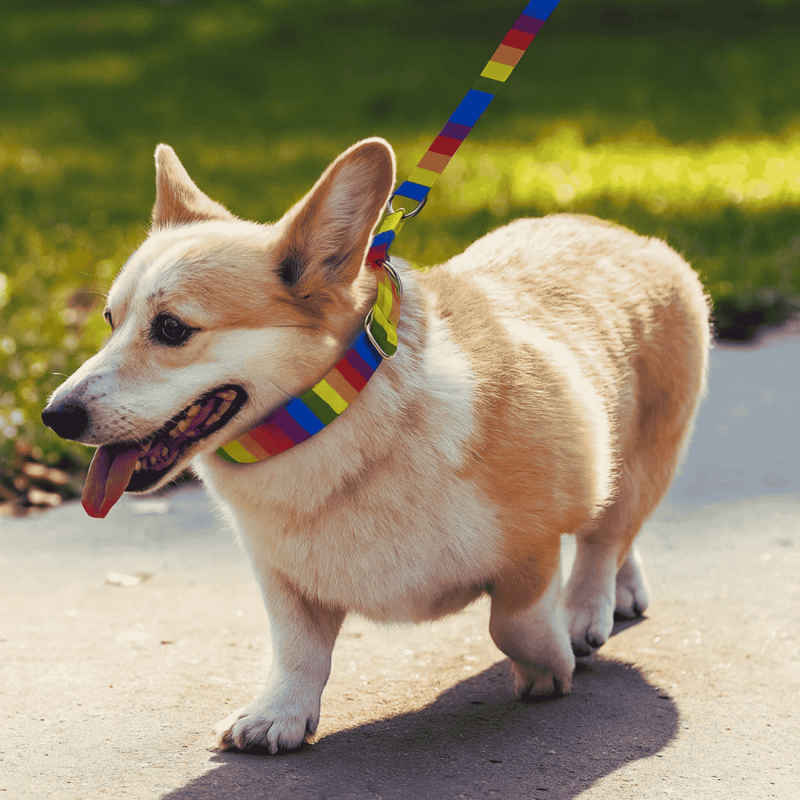 Collar Martingale Rainbow: Control Seguro, Sin Ahogar y Colorid