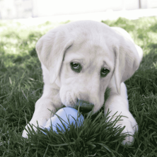 KONG Puppy para Cachorros | Dispensador de Premios | Supienso