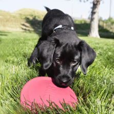 KONG Puppy Flyer | Disco Volador de Goma para Cachorros | Supienso