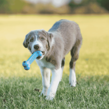 KONG Puppy Goodie Bone | Hueso Masticable para Cachorros | Supienso
