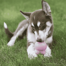 KONG Puppy Easy Treat | Pasta Sabor Hígado para Cachorros | Supienso