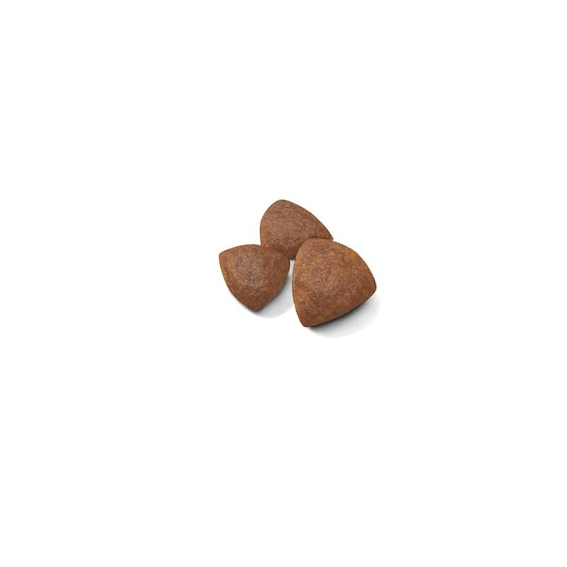 Royal Canin Medium Starter – Pienso para perras gestantes y lactantes medianas