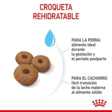Royal Canin Maxi Starter | Perros Grandes Gestantes y Cachorros - Refuerzo Natural