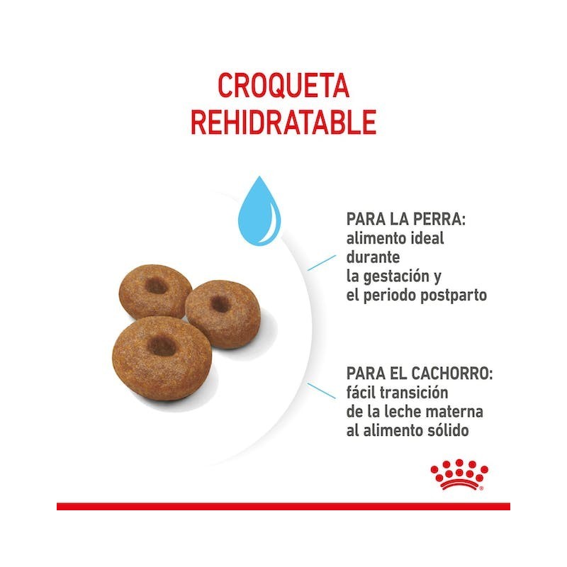 Royal Canin Maxi Starter | Perros Grandes Gestantes y Cachorros - Refuerzo Natural