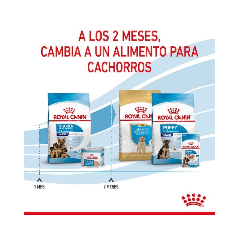 Royal Canin Maxi Starter | Perros Grandes Gestantes y Cachorros - Refuerzo Natural