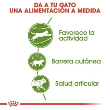 Royal Canin Outdoor 30 – Pienso para Gatos Adultos Activos y de Exterior