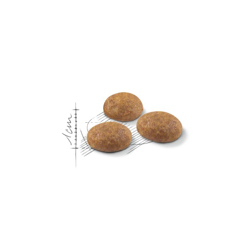 Royal Canin Outdoor 30 – Pienso para Gatos Adultos Activos y de Exterior