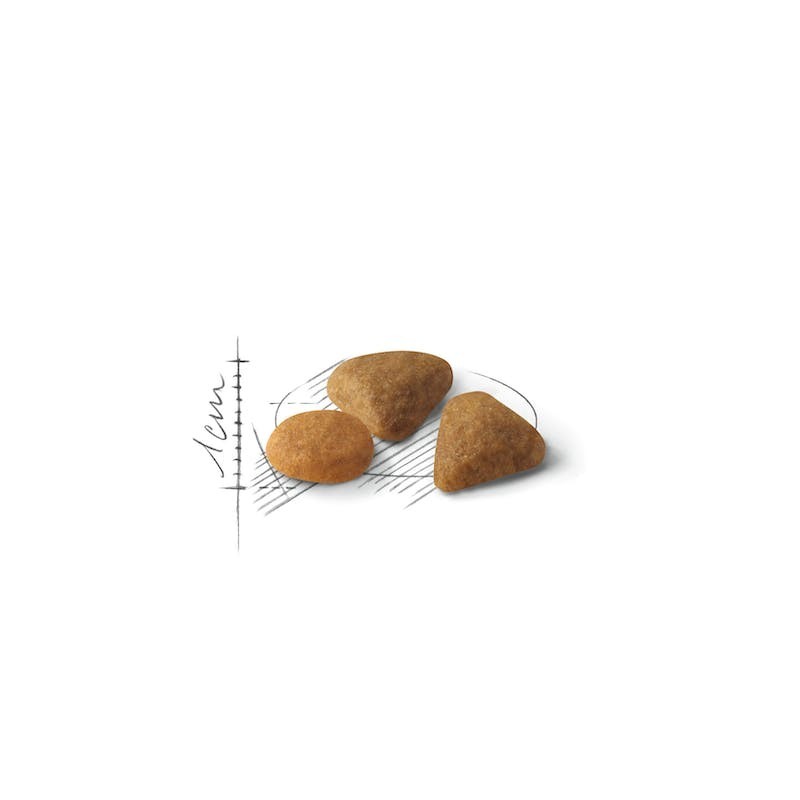 Royal Canin Savour Exigent – Pienso para Gatos Exigentes con Preferencias de Textura y Sabor