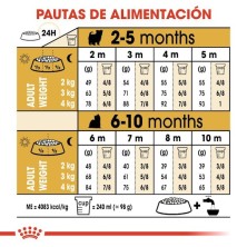 Royal Canin Yorkshire Puppy | Pienso Especial para Cachorros Yorkshire - Pelo, Defensas y Digestión