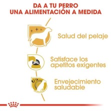 Royal Canin Yorkshire Terrier Adult | Nutrición para Pelo, Paladar y Longevidad