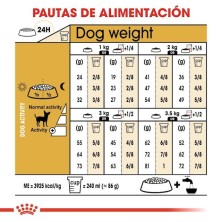 Royal Canin Chihuahua Adult | Nutrición Especial para Adultos – Paladar Exigente, Pelo y Digestión