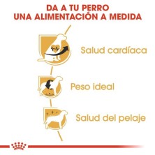 Royal Canin Cavalier King Charles Adult | Pienso Especializado para Perros de Raza