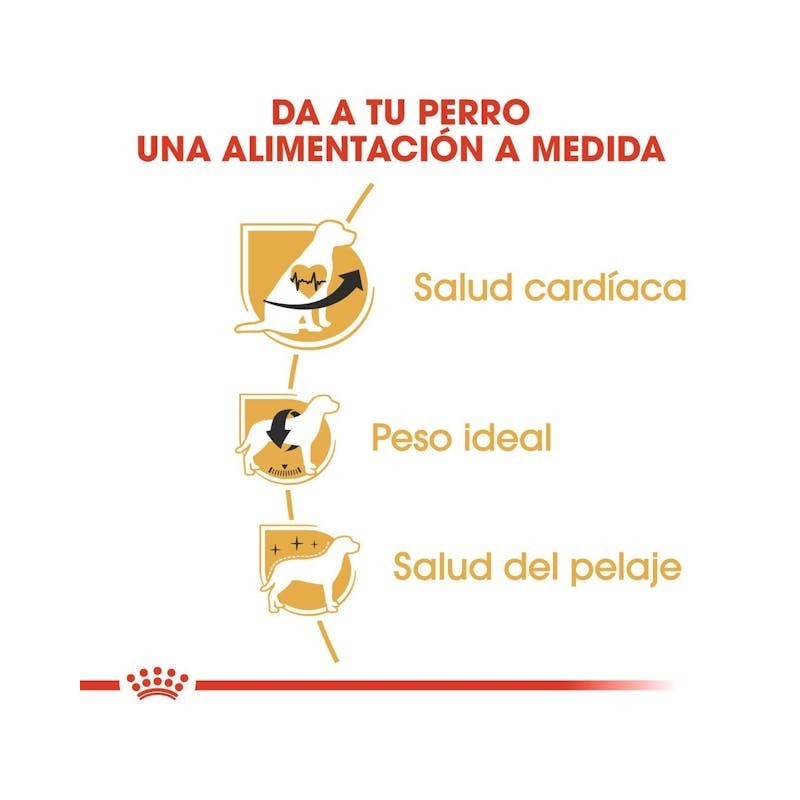 Royal Canin Cavalier King Charles Adult | Pienso Especializado para Perros de Raza