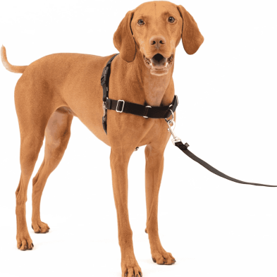 Arnés Antitirones para Perro – Comodidad y Control en Paseos