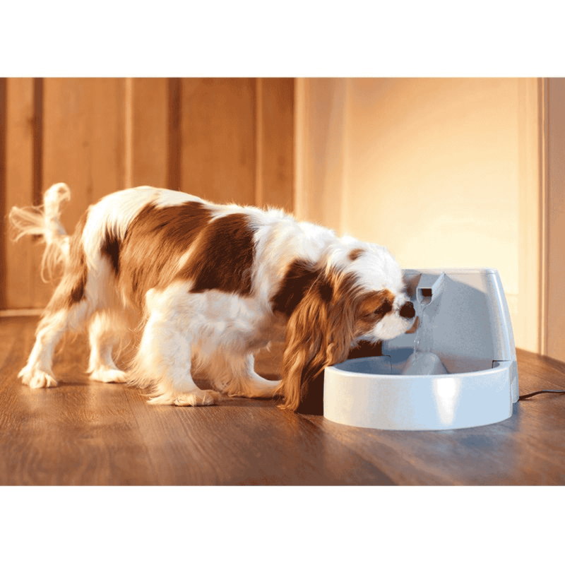 Fuente Drinkwell 1.5L | Bebedero Automático para Perros y Gatos