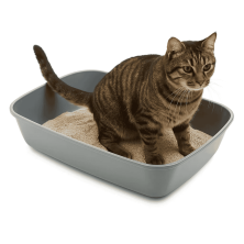 Bandeja Sanitaria Iriz JUMBO para Gatos - Abierta y Espaciosa | Gatos Medianos/Grandes | 36.5x50x11.5 cm