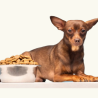 Pienso Hipoalergénico para Perros