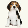 Pienso para Cachorros