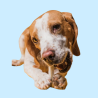 Barritas para Perros