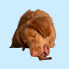 Galletas para Perros