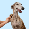 Cepillos para Perros