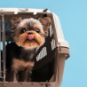 Accesorios de viajes para perros