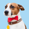 Correas, Collares y Arneses para Perros