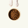 Pienso para Gatitos