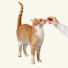 Complementos Alimenticios para Gatos