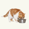 Comida Húmeda para Gatos