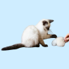 Peluches para Gatos