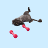 Juguetes Interactivos para Gatos