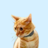Collares Antiparasitarios para Gatos