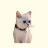 Collares para Gatos